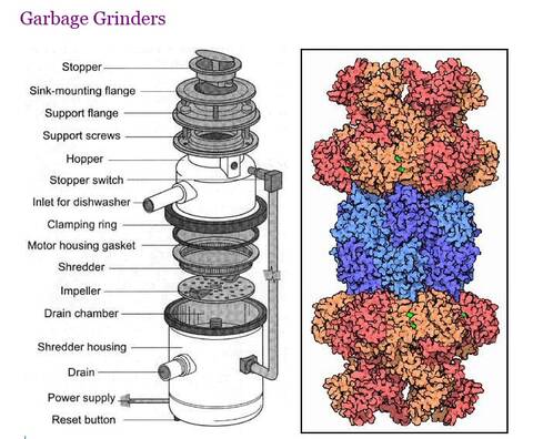 Proteasome Garbage Grinders